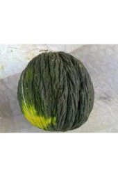 Tohum Kışlık Siyah Kavun 15 Adet thumbnail 3