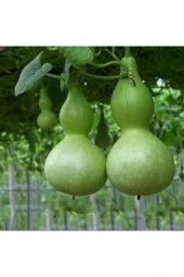 15 Adet Tohum Su Kabağı Tohumu Nadir Su Kabağı Kabak Tohumu thumbnail 4