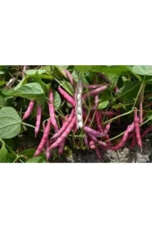 50 Adet Tohum Süper Paket Oturak Barbunya Tohumu Fasulye Tohumu Fasülye Tohumu thumbnail 1