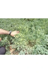 150 Adet Tohum Eko Paket Yeni Mahsül Geleneksel Nohut Tohumu Bol Verim Sürpriz Hediye Tohumla Gelir thumbnail 3