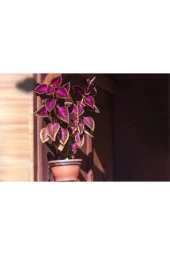 10 Adet Tohum Nadir Yaprağı Güzel Çiçeği Tohuımu Güzel Yapraklı Sakısı Toprak Sürpriz Hediye Tohum thumbnail 3