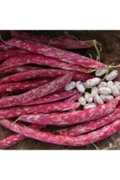 50 Adet Tohum Süper Paket Oturak Barbunya Tohumu Fasulye Tohumu Fasülye Tohumu thumbnail 2