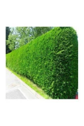 150 Adet Tohum Eko Paket Çit Mazı Tohumu Çit Mazısı Tohumu Mazı Fidan Tohumu Sürpriz Hediye Tohumlu - 1