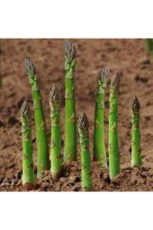 10 Adet Tohum Kuşkonmaz Tohumu Nadir Bulunan Kuş Konmaz Kuşkonmaz Tohumu thumbnail 4