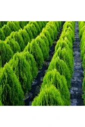 150 Adet Tohum Eko Paket Çit Mazı Tohumu Çit Mazısı Tohumu Mazı Fidan Tohumu Sürpriz Hediye Tohumlu - 2