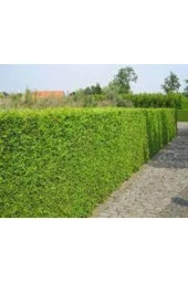 150 Adet Tohum Eko Paket Çit Mazı Tohumu Çit Mazısı Tohumu Mazı Fidan Tohumu Sürpriz Hediye Tohumlu - 3