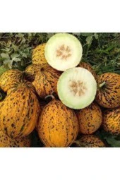 50 Adet Tohum Kırkağaç İnce Kabuk Altınbaş Kavun Tohumu thumbnail 3
