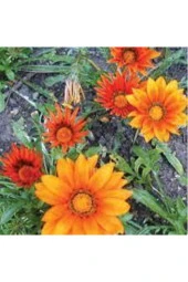 10 Adet Tohum Nadir Bulunan Meramlı Kız Çiçeği Tohumu thumbnail 3