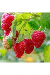 Tohum Kırmızı Ahududu Böğürtlen Tohumu Kırmızı Böğürtlen 40 Adet thumbnail 1