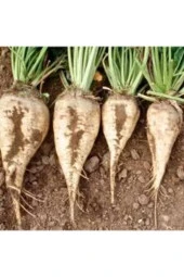 20 Adet Tohum Şeker Pancarı Tohumu Beyaz Şeker Pancarı Tohumu thumbnail 1