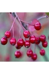 10 Adet Tohum Yaban Mersini Tohumu Cranberry Turna Yemişi Tohumu thumbnail 2