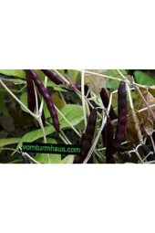 Tohum Süper Paket Siyah Fasulye thumbnail 2