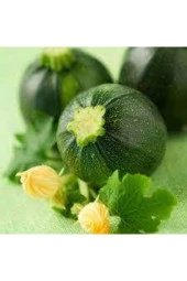 50 Adet Tohum Dolmalık Nadir Topak Kabak Tohumu thumbnail 2