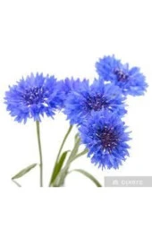 5 Adet Tohum Mavi Kantoron Kantaron Çiçeği Tohumu thumbnail 3