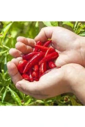 120 Adet Tohum Eko Paket Acı Burbiye Biber Tohumu Yediveren Biber Tohumu Sürpriz Hediye Tohumlu thumbnail 3