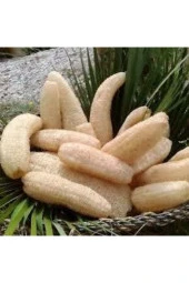 100 Adet Tohum Eko Paket Lif Kabak Tohumu thumbnail 1