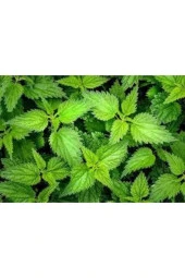 20 Adet Tohum Süper Paket Isırgan Otu Tohumu Saksı Toprak Sürpriz Hediye Tohumlu thumbnail 1