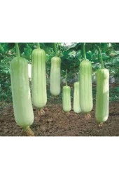 100 Adet Tohum Eko Paket Lif Kabak Tohumu thumbnail 3