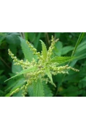 20 Adet Tohum Süper Paket Isırgan Otu Tohumu Saksı Toprak Sürpriz Hediye Tohumlu thumbnail 2