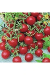10 Adet Tohum Süper Paket Kiraz Domates Tohumu thumbnail 2