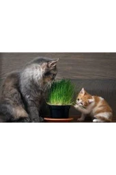 50 Adet Tohum Kedi Çimi Tohumu Çim Tohumu Kedi Çimi Saksı Toprak Sürpriz Hediye Tohumla Gönderilir thumbnail 3