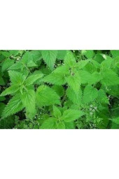 100 Adet Tohum Nadir Bulunan Isırgan Otu Tohumu thumbnail 1