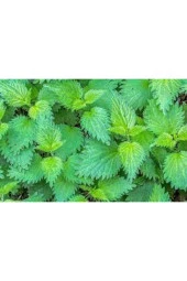 100 Adet Tohum Nadir Bulunan Isırgan Otu Tohumu thumbnail 2