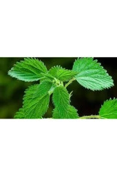 100 Adet Tohum Nadir Bulunan Isırgan Otu Tohumu thumbnail 3