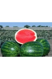 100 Addet Tohum Eko Paket Adana Karpuzu Tohumu thumbnail 2