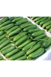 15 Adet Tohum Yerli Erkenci Badem Salatalık Tohumu thumbnail 3