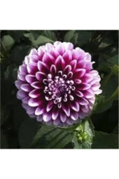 10 Adet Tohum Hollanda Ithal Nadide Dehlia Çiçeği Yıldız Çiçeği Tohumu Sürpriz Hediye Tohumludur thumbnail 3