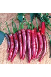 25 Adet Tohum Şili Biberi Tohumu Çok Acı thumbnail 2