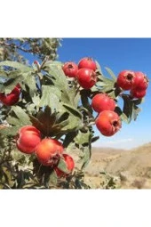 20 Adet Tohum Alıç Yabani Dağ Alıçı Her Derde Deva Alıç Tohumu Saksı Toprak Sürpriz Hediye Tohum thumbnail 1