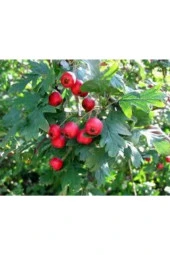 20 Adet Tohum Alıç Yabani Dağ Alıçı Her Derde Deva Alıç Tohumu Saksı Toprak Sürpriz Hediye Tohum thumbnail 2