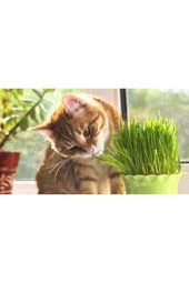 500 Adet Tohum Eko Paket Kedi Çimi Tohumu Çim Tohumu Kedi Çimi Sürpriz Hediye Tohumla Gönderilir thumbnail 3