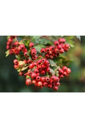 20 Adet Tohum Alıç Yabani Dağ Alıçı Her Derde Deva Alıç Tohumu Saksı Toprak Sürpriz Hediye Tohum thumbnail 4