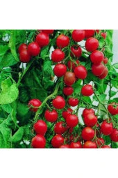 10 Adet Tohum Süper Paket Kiraz Domates Tohumu thumbnail 4