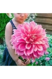 10 Adet Tohum Dev Hollanda Dehlia Çiçeği Yıldız Çiçeği Tohumu Saksı Toprak Süerpriz Hediye Tohumludu thumbnail 2