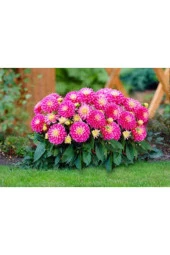 10 Adet Tohum Dev Hollanda Dehlia Çiçeği Yıldız Çiçeği Tohumu Saksı Toprak Süerpriz Hediye Tohumludu thumbnail 3