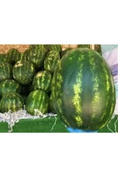 Meşhur Diyarbakır Karpuzu Tohumu Karpuz Tohumu 20 Adet Tohum thumbnail 3