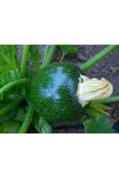 100 Adet Tohum Süper Paket Dolmalık Nadir Topak Kabak Tohumu Yuvarlak Kabak Tohumu Heiye Tohumludur thumbnail 3