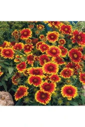 5 Adet Tohum Ayyıldız Çiçeği Tohumu Çiçek Tohumu Saksı Toprak Sürpriz Hediye Bonsai Ağacı Tohumludur thumbnail 1