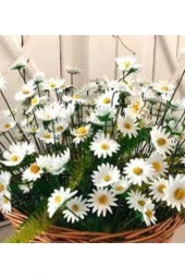 20 Adet Tohum Yayılıcı Kır Papatyası Çiçeği Tohumu Çiçek Tohumu Sürpriz Hediye Bonzai Ağacı Tohumulu thumbnail 1