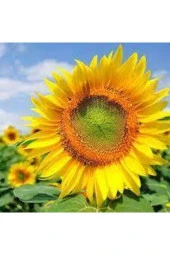 15 Adet Tohum Ay Çekirdeği Çiğdem Güne Bakan Tohumu Saksı Toprak Sürpriz Hediye Tohumla Gönderilir thumbnail 2