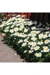 20 Adet Tohum Yayılıcı Kır Papatyası Çiçeği Tohumu Çiçek Tohumu Sürpriz Hediye Bonzai Ağacı Tohumulu thumbnail 2