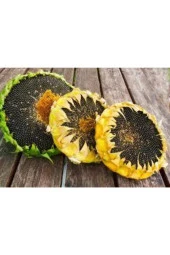 15 Adet Tohum Ay Çekirdeği Çiğdem Güne Bakan Tohumu Saksı Toprak Sürpriz Hediye Tohumla Gönderilir thumbnail 3