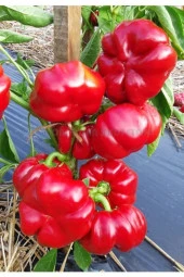 50 Adet Tohum Nadir Bulunan Kamber Domates Biber Tohumu Sürpriz Hediye Tohumlu thumbnail 1