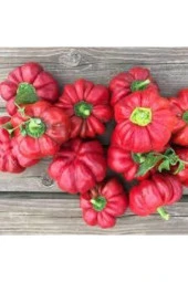 50 Adet Tohum Nadir Bulunan Kamber Domates Biber Tohumu Sürpriz Hediye Tohumlu thumbnail 3