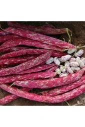 10 Adet Tohum Süper Paket Oturak Barbunya Tohumu Fasulye Tohumu Fasülye Tohumu Hediye Tohumlu thumbnail 1