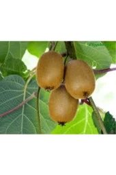 Tohum Kivi Ağacı Tohumu Yeşil Tatlı Kivi Tohumu Sürpriz Hediye Bonsai Ağacı Tohumludur  10 Adet thumbnail 2